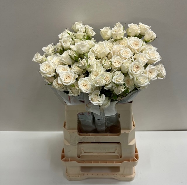 Rosa tros jeanine SB.jpg
